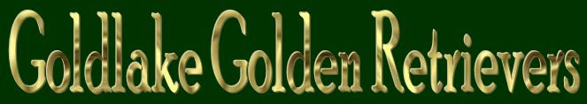 Goldlake Golden Retrievers